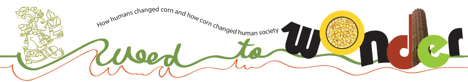 Weed to Wonder: How Humans Changed Corn and Corn Changed Human Society